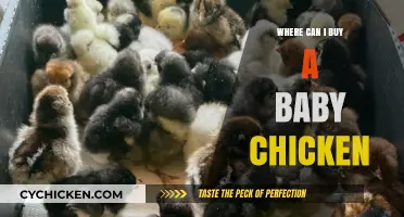 Where to Buy Baby Chickens: A Beginner's Guide to Hatchlings