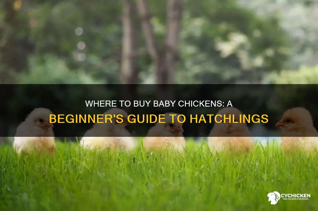 where can i buy a baby chicken