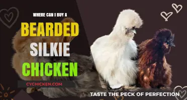 Where to Buy Bearded Silkie Chickens: Top Sources and Tips