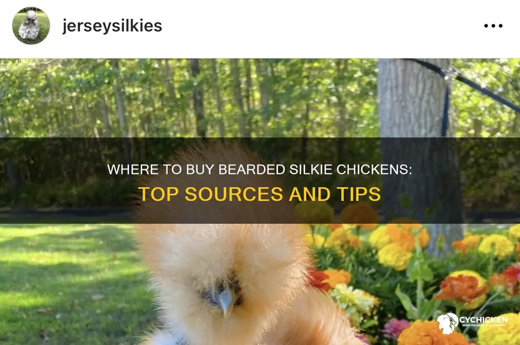 where can i buy a bearded silkie chicken