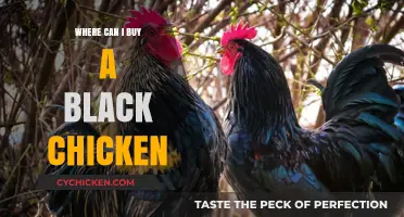 Where to Buy Black Chickens: Top Sources and Tips
