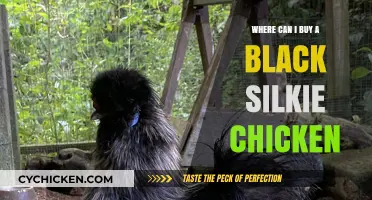 Where to Buy Black Silkie Chickens: Top Sources and Tips
