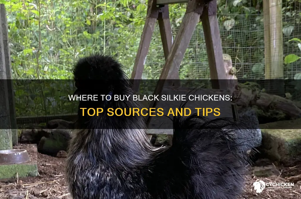 where can i buy a black silkie chicken