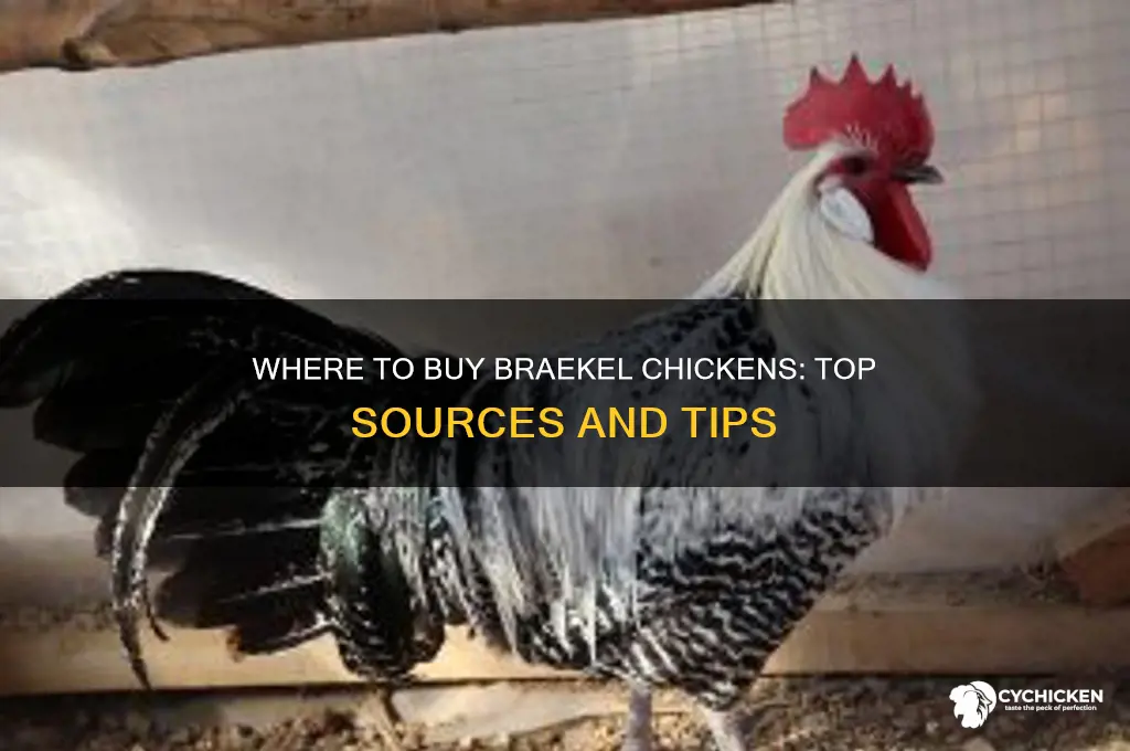 where can i buy a braekel chicken