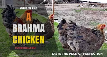 Where to Buy Brahma Chickens: Top Breeders and Online Sources