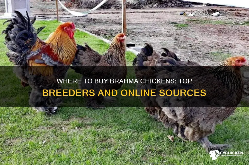 where can i buy a brahma chicken