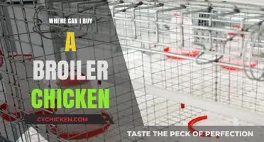Where to Buy Broiler Chickens: Top Sources and Tips