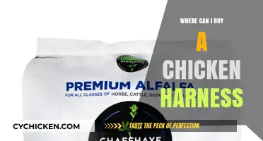 Where to Buy a Chicken Harness: Top Retailers and Tips