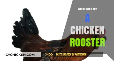 Where to Buy a Chicken Rooster: Top Sources and Tips