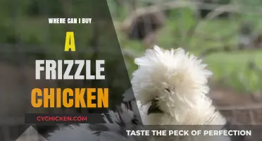 Where to Buy Frizzle Chickens: Top Breeders and Online Sources