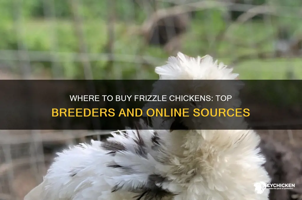 where can i buy a frizzle chicken