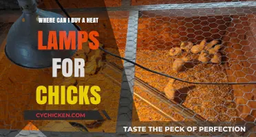 Best Places to Buy Heat Lamps for Chicks Online & In-Store