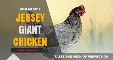 Where to Buy Jersey Giant Chickens: Top Breeders and Suppliers