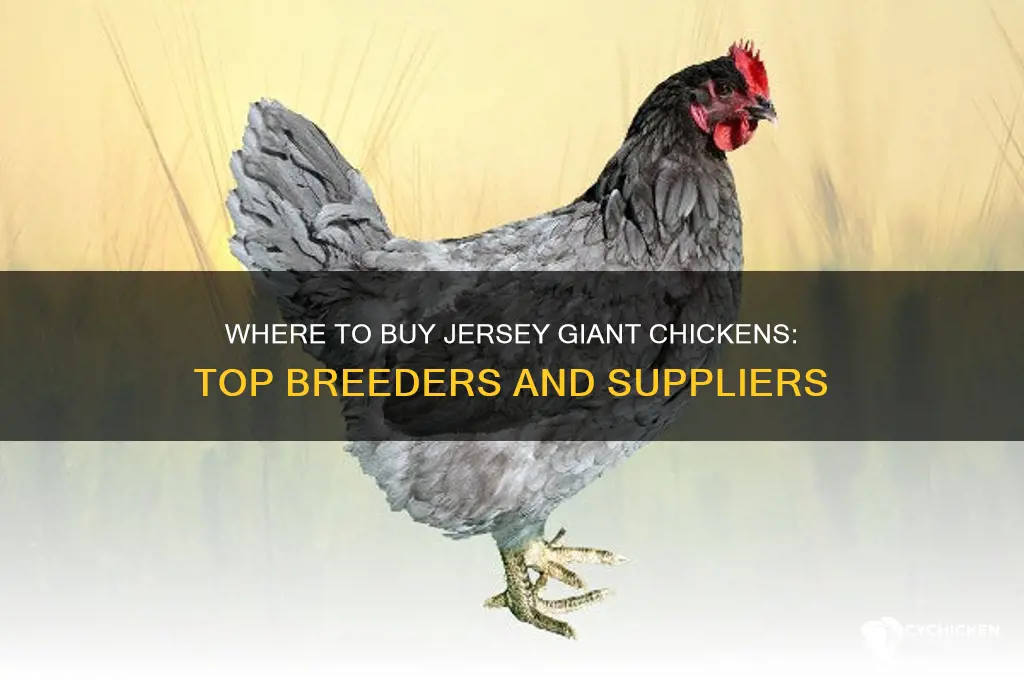 where can i buy a jersey giant chicken
