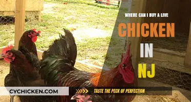 Find Live Chickens for Sale in New Jersey: Your Ultimate Guide