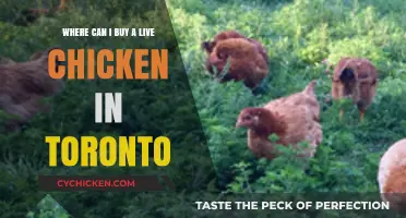 Where to Buy Live Chickens in Toronto: A Comprehensive Guide