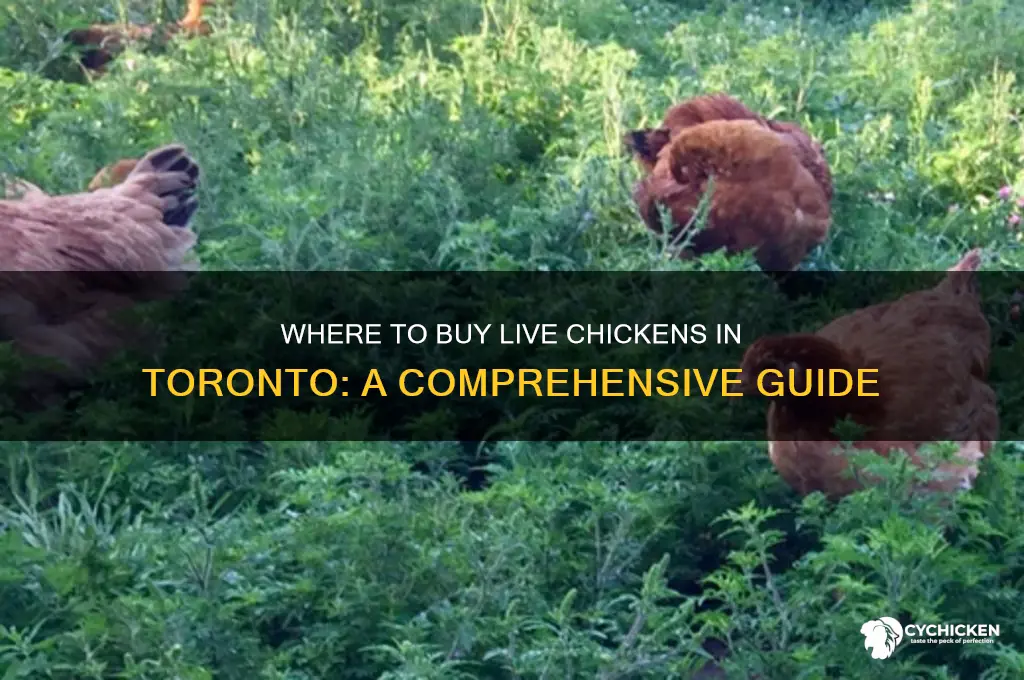 where can i buy a live chicken in toronto