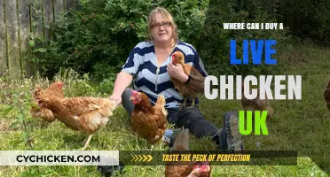 Where to Buy Live Chickens in the UK: A Comprehensive Guide