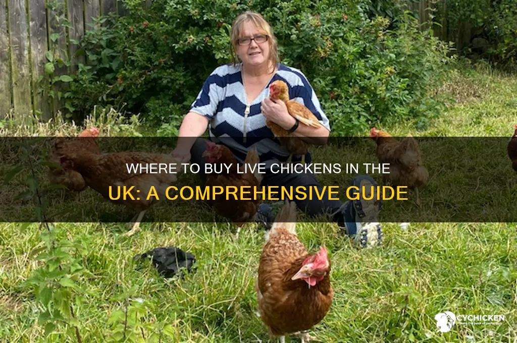 where can i buy a live chicken uk