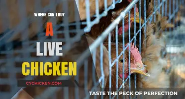Where to Buy Live Chickens: A Comprehensive Guide for Buyers