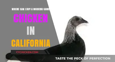 Where to Buy Modern Game Chickens in California: Top Sources