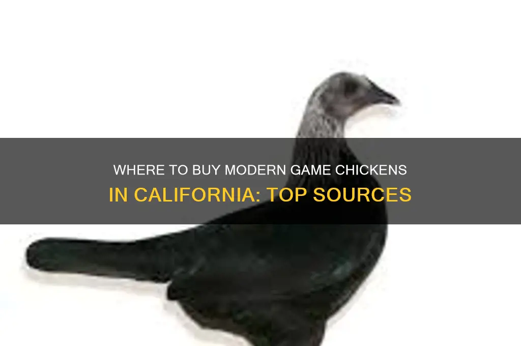 where can i buy a modern game chicken in california