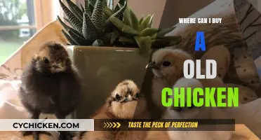 Where to Find and Buy Old Chickens: A Comprehensive Guide