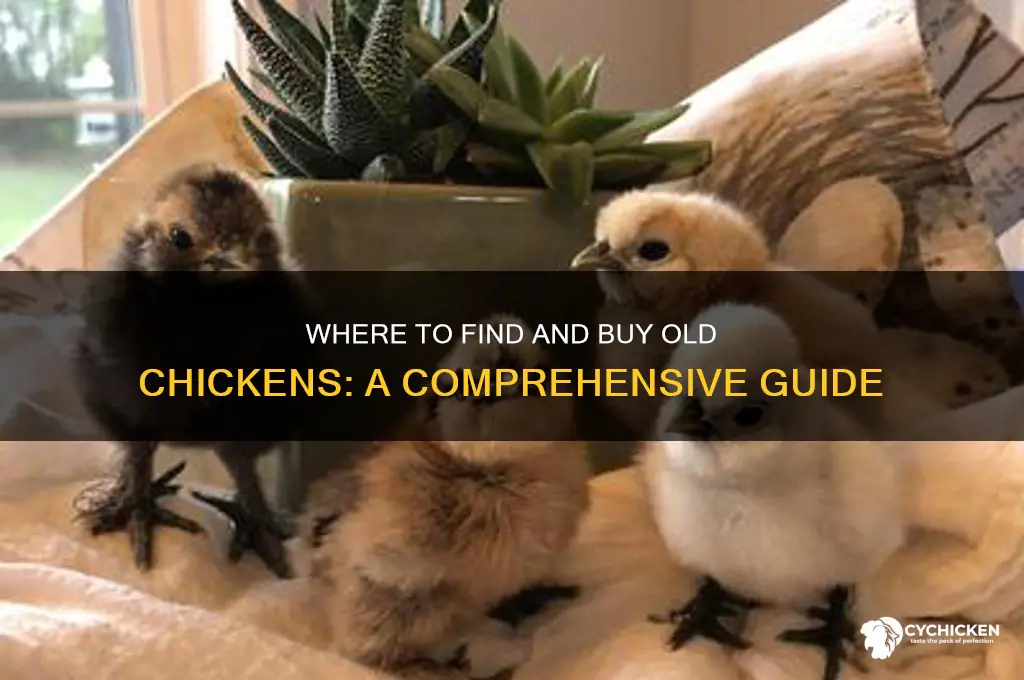 where can i buy a old chicken