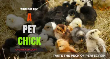 Where to Buy a Pet Chick: Top Sources and Tips