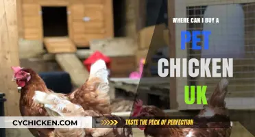 Where to Buy Pet Chickens in the UK: A Comprehensive Guide