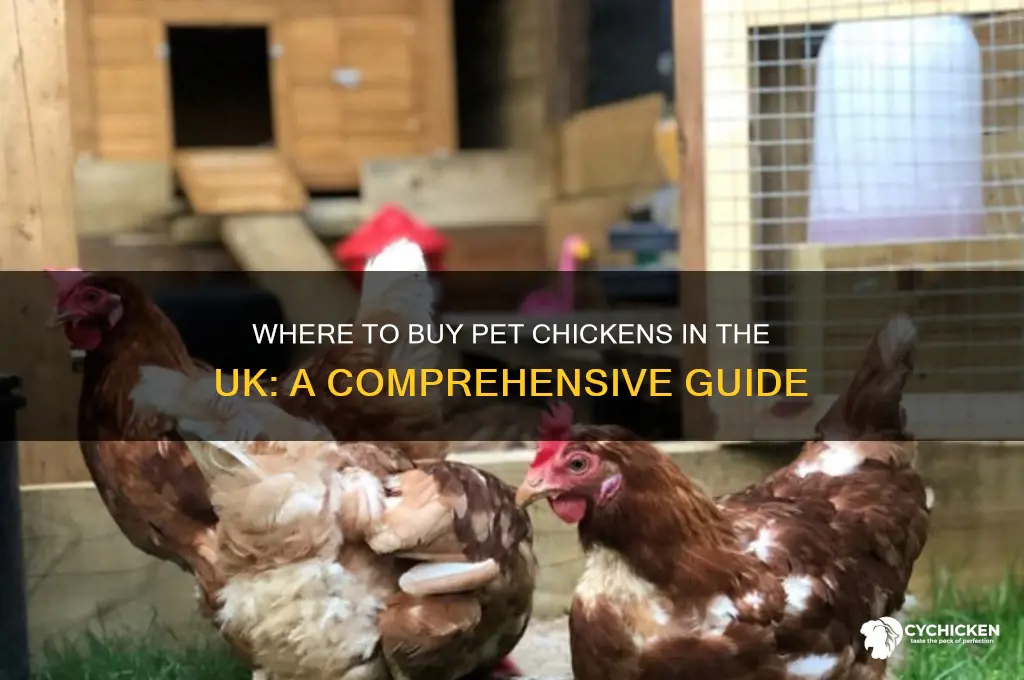 where can i buy a pet chicken uk