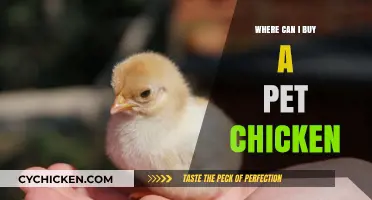 Where to Buy a Pet Chicken: Top Sources and Tips