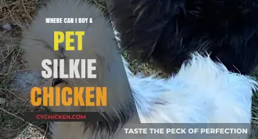 Where to Buy Pet Silkie Chickens: A Comprehensive Guide