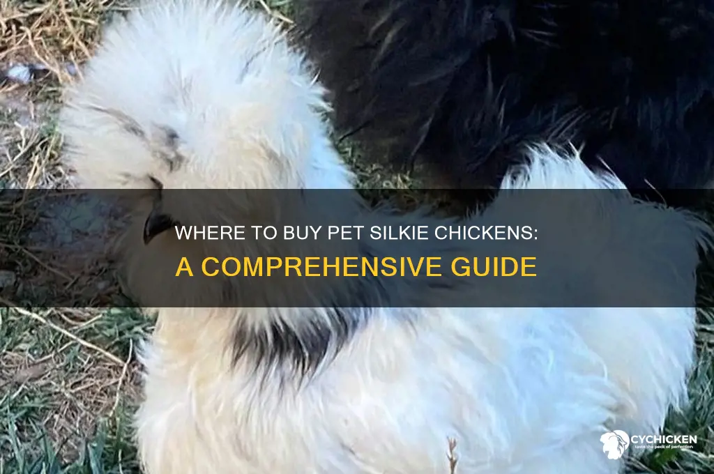where can i buy a pet silkie chicken