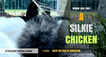 Where to Buy Silkie Chickens: Top Sources and Tips for Purchase