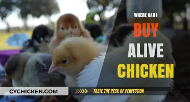 Where to Buy Live Chickens: A Comprehensive Guide for Buyers
