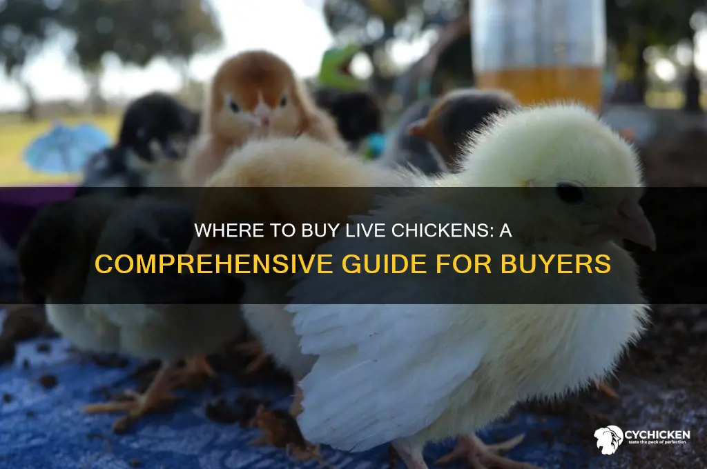 where can i buy alive chicken