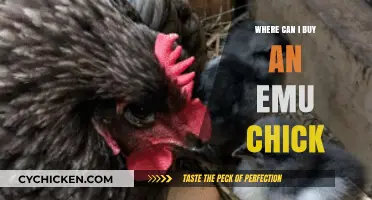 Where to Buy Emu Chicks: A Comprehensive Guide for Buyers