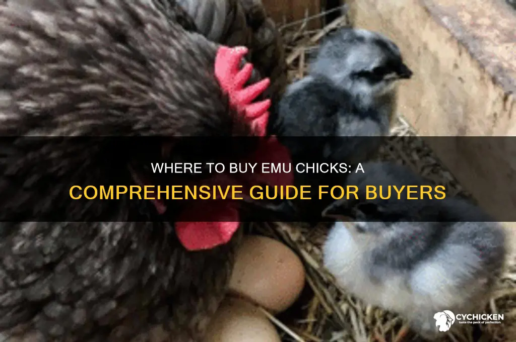 where can i buy an emu chick