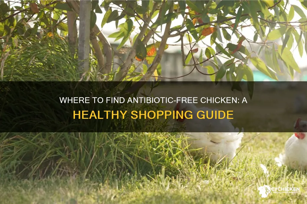 where can i buy antibiotic free chicken