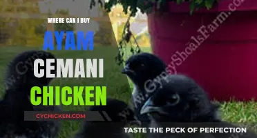 Where to Buy Ayam Cemani Chickens: A Comprehensive Guide