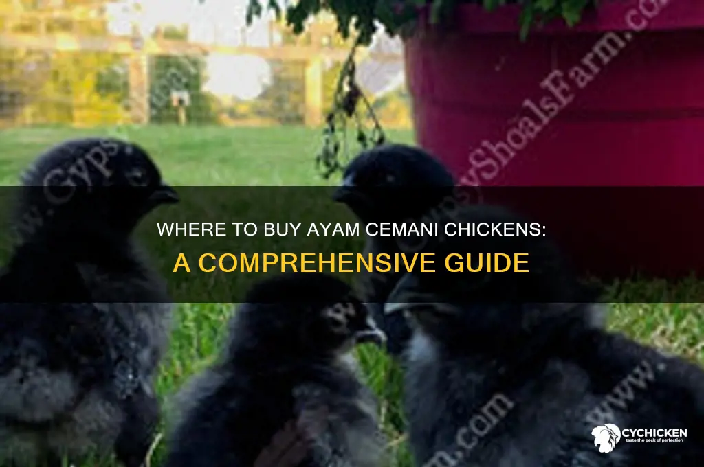 where can i buy ayam cemani chicken