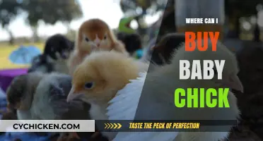 Where to Buy Baby Chicks: Top Sources and Tips for New Owners