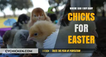 Where to Buy Baby Chicks for Easter: A Guide
