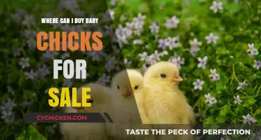 Where to Find Baby Chicks for Sale: A Comprehensive Guide