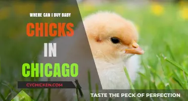 Where to Buy Baby Chicks in Chicago: Top Local Sources