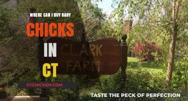 Where to Buy Baby Chicks in Connecticut: A Local Guide