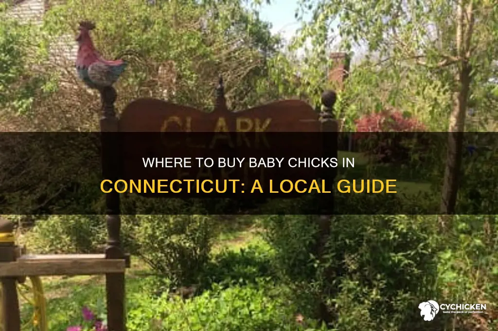 where can i buy baby chicks in ct