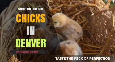 Denver's Best Spots to Buy Healthy Baby Chicks for Your Flock