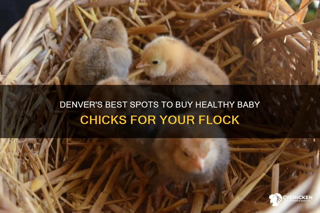 where can i buy baby chicks in denver